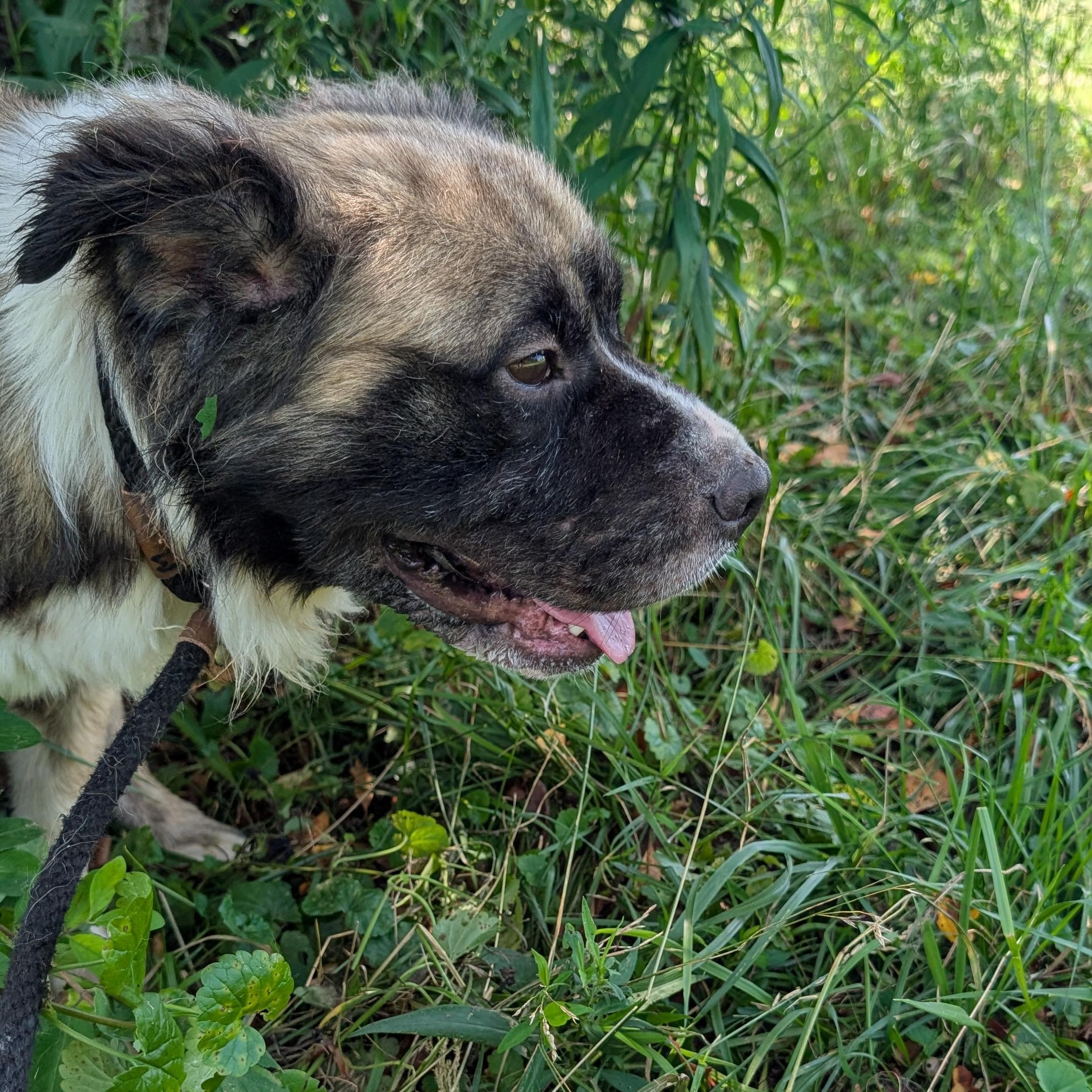 191271 Bowser LOOKING FOR OWNER, a ADOPTABLE mixed breed in Ravenna, OH image 4/5