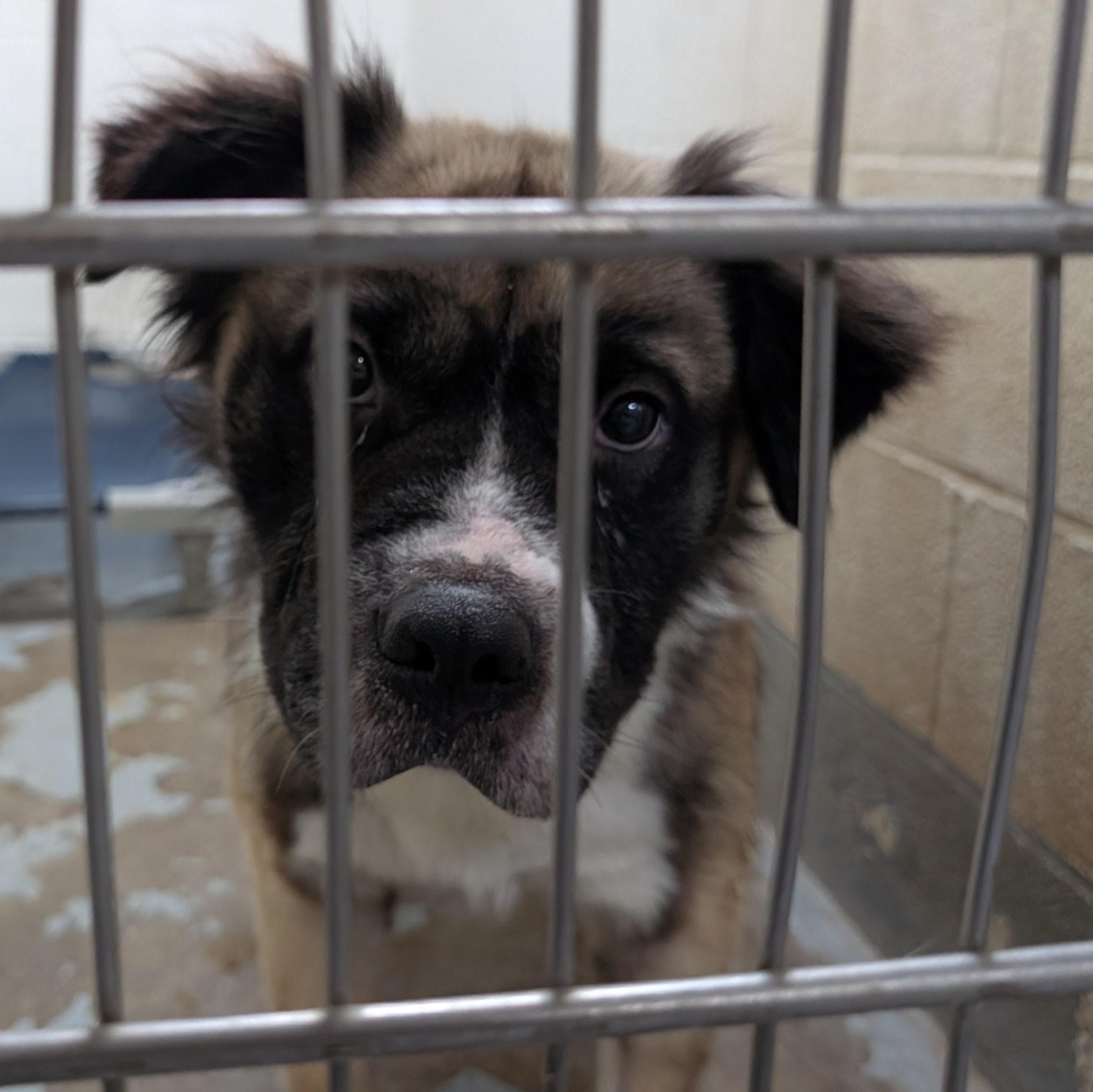 191271 Bowser LOOKING FOR OWNER, a ADOPTABLE mixed breed in Ravenna, OH image 5/5