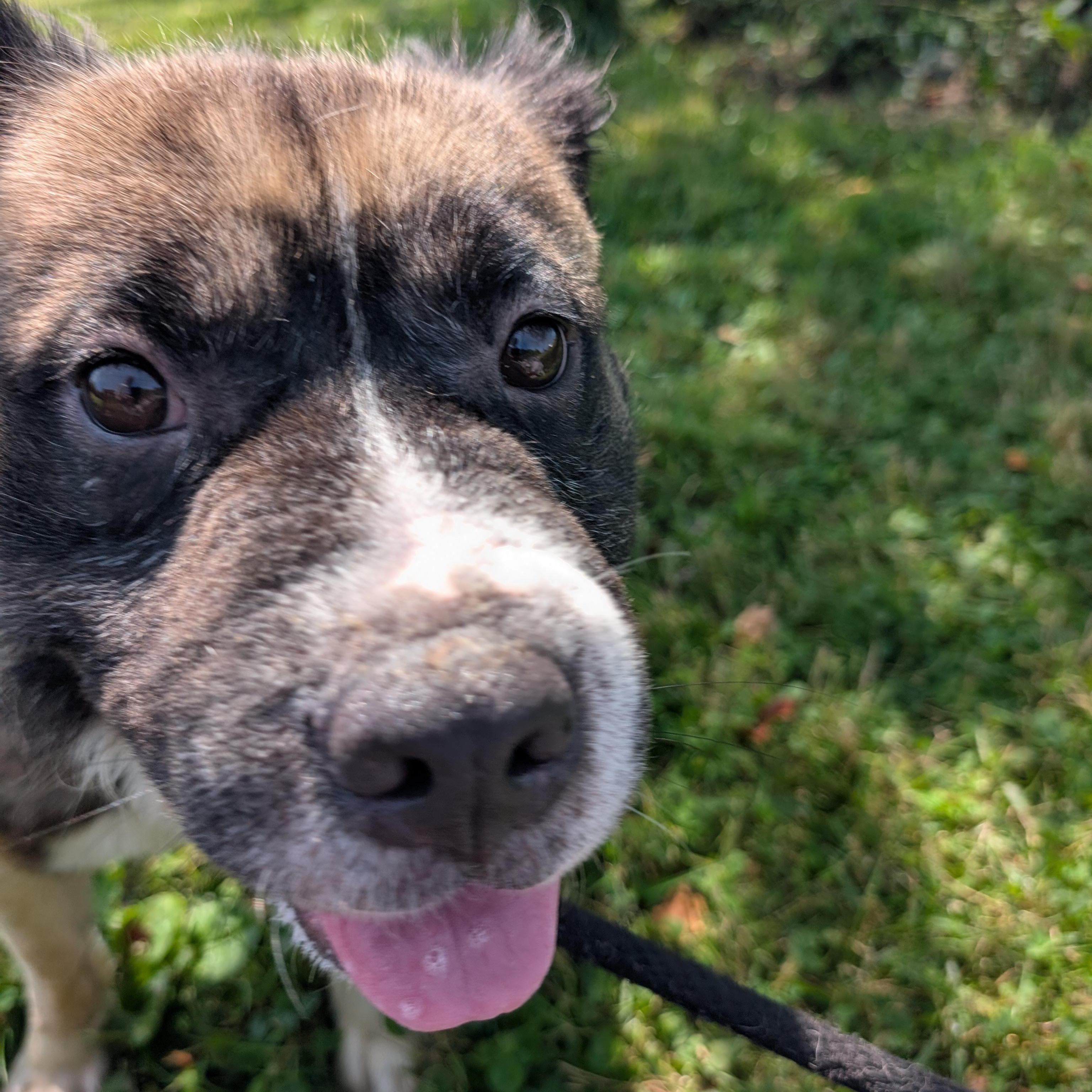 191271 Bowser LOOKING FOR OWNER, a ADOPTABLE mixed breed in Ravenna, OH image 3/5