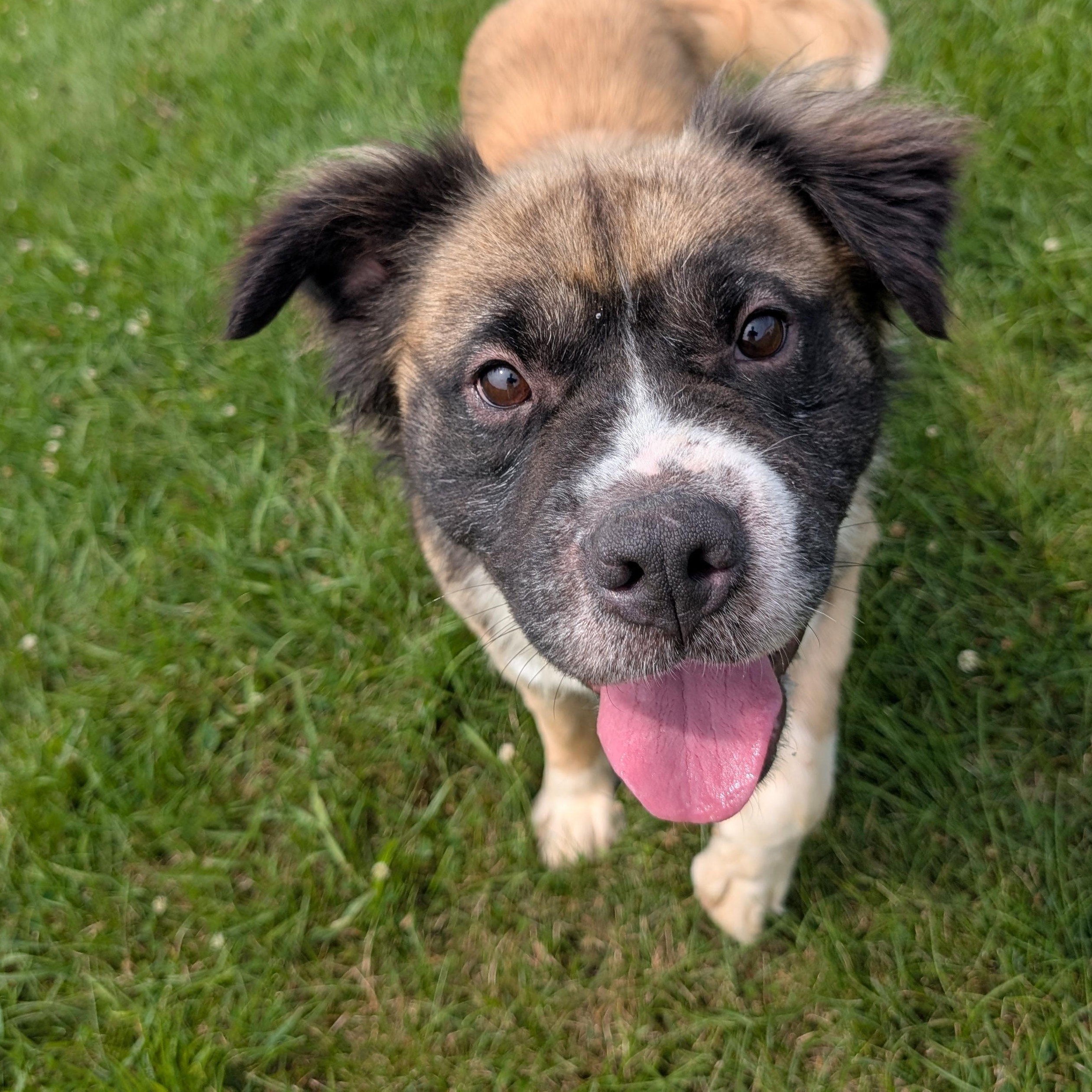 191271 Bowser LOOKING FOR OWNER, adopted, Adult Male Saint Bernard.