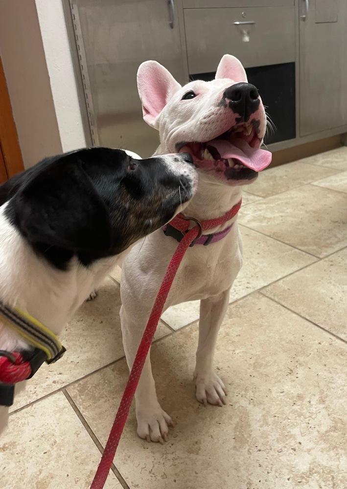 Chili, Adopted, Young Female Bull Terrier.
