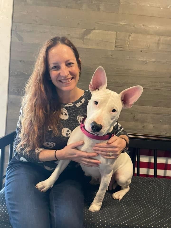 Enlarge Chili, a Adopted Bull Terrier in Syracuse, NY image 2/6