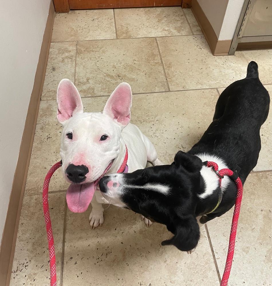 Enlarge Chili, a Adopted Bull Terrier in Syracuse, NY image 3/6