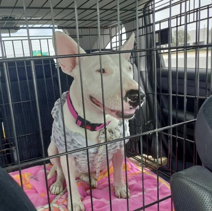 Enlarge Chili, a Adopted Bull Terrier in Syracuse, NY image 4/6