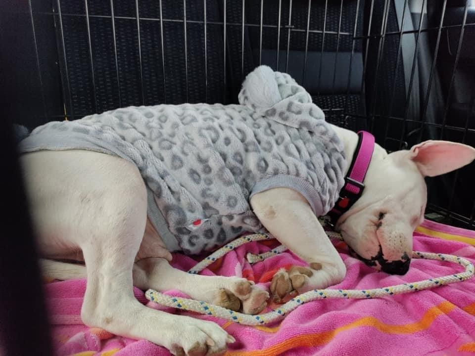 Enlarge Chili, a Adopted Bull Terrier in Syracuse, NY image 5/6