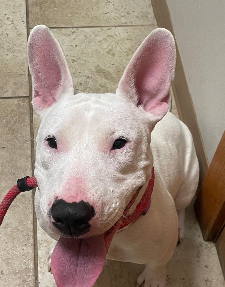 Enlarge Chili, a Adopted Bull Terrier in Syracuse, NY image 6/6