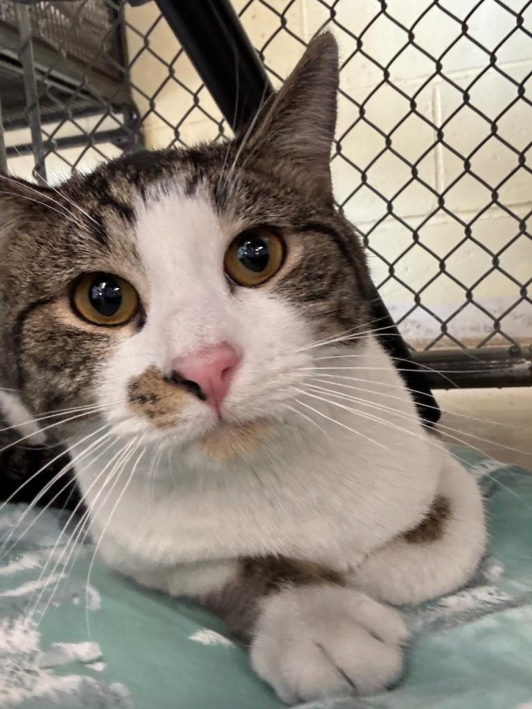 Wizard, Adoptable, Young Male Domestic Short Hair.