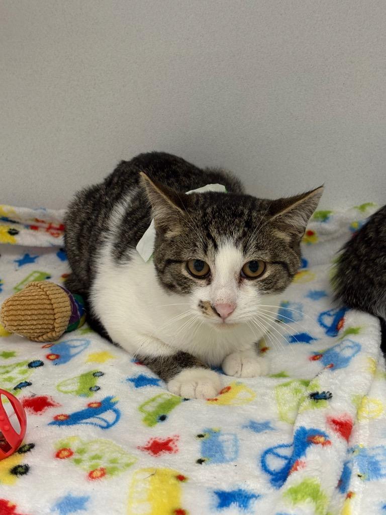 Enlarge Wizard, a Adoptable mixed breed in Waverly, NY image 1/1