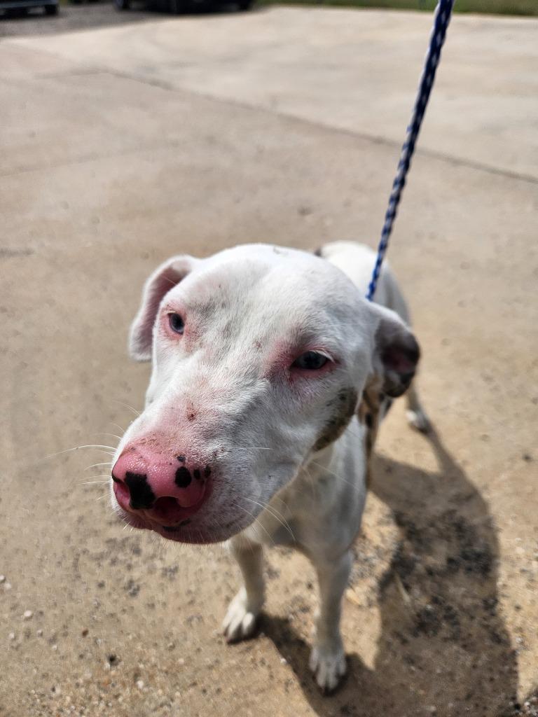 Enlarge Parker, a Adoptable mixed breed in Belton, TX image 1/1