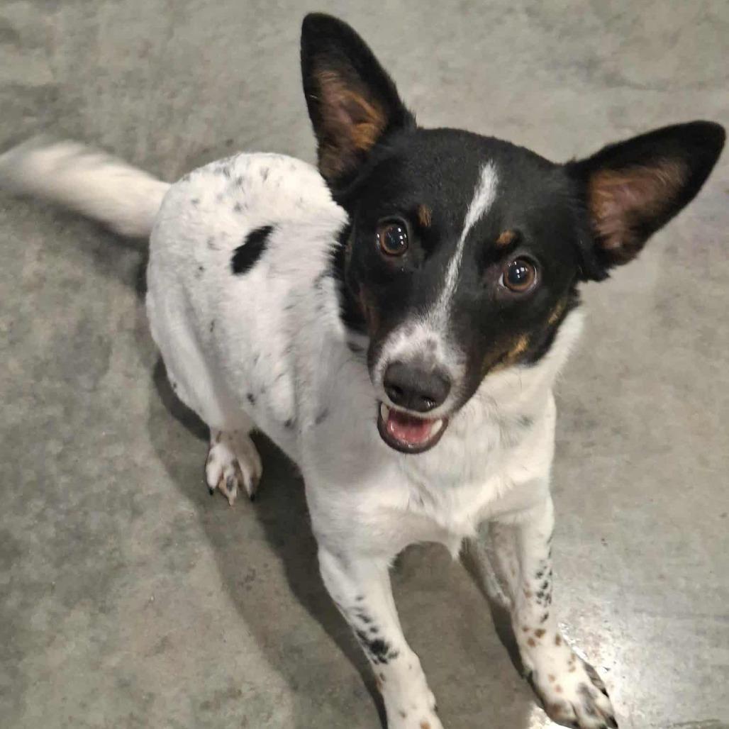 Eloise, Adoptable, Young Female Terrier.