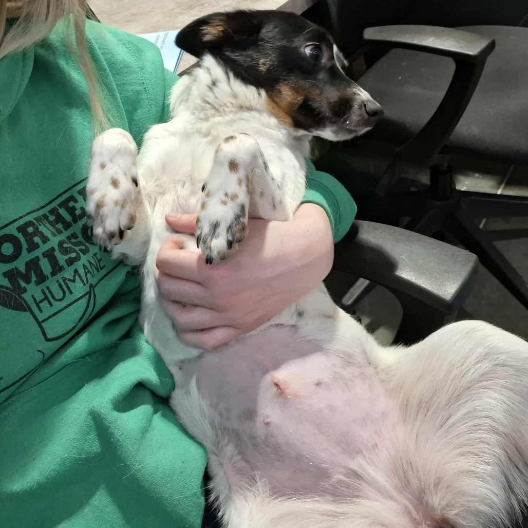 Enlarge Eloise, a Adoptable Terrier in Hannibal, MO image 2/2