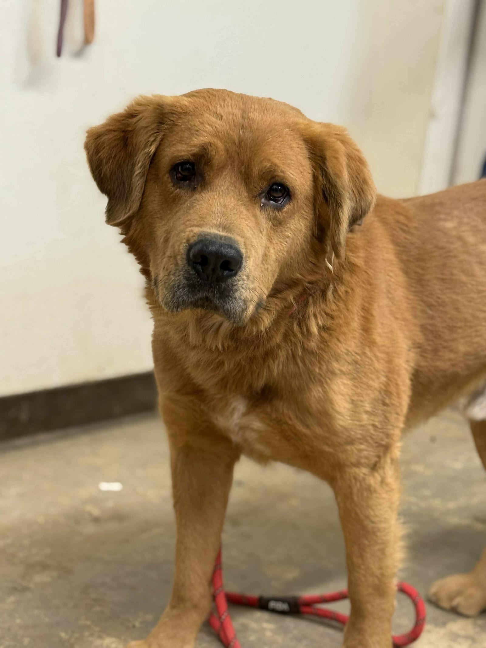 Clifford thumbnail 2