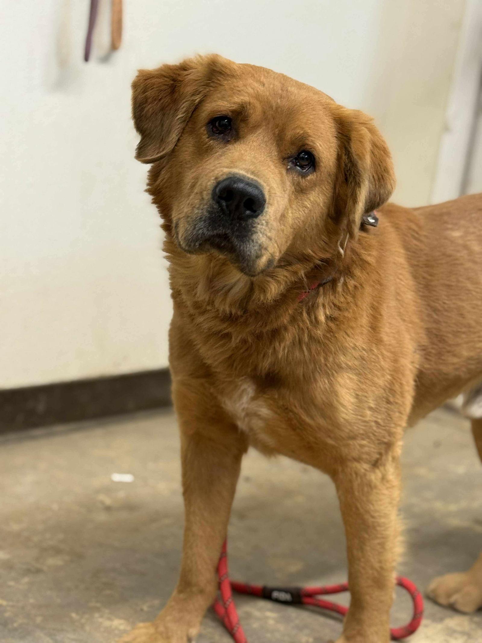 Clifford thumbnail 3