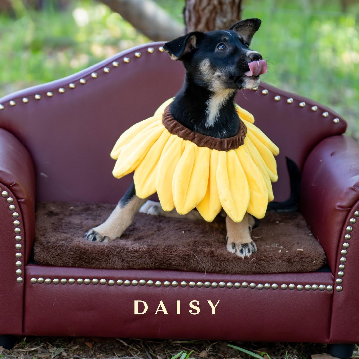 Enlarge Sunflower Litter - Girls, a ADOPTABLE mixed breed in Placerville, CA image 2/3