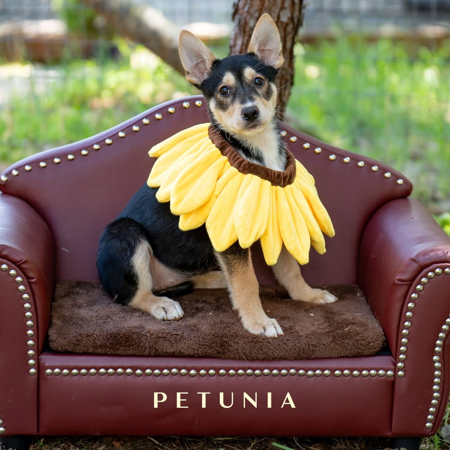 Enlarge Sunflower Litter - Girls, a ADOPTABLE mixed breed in Placerville, CA image 3/3