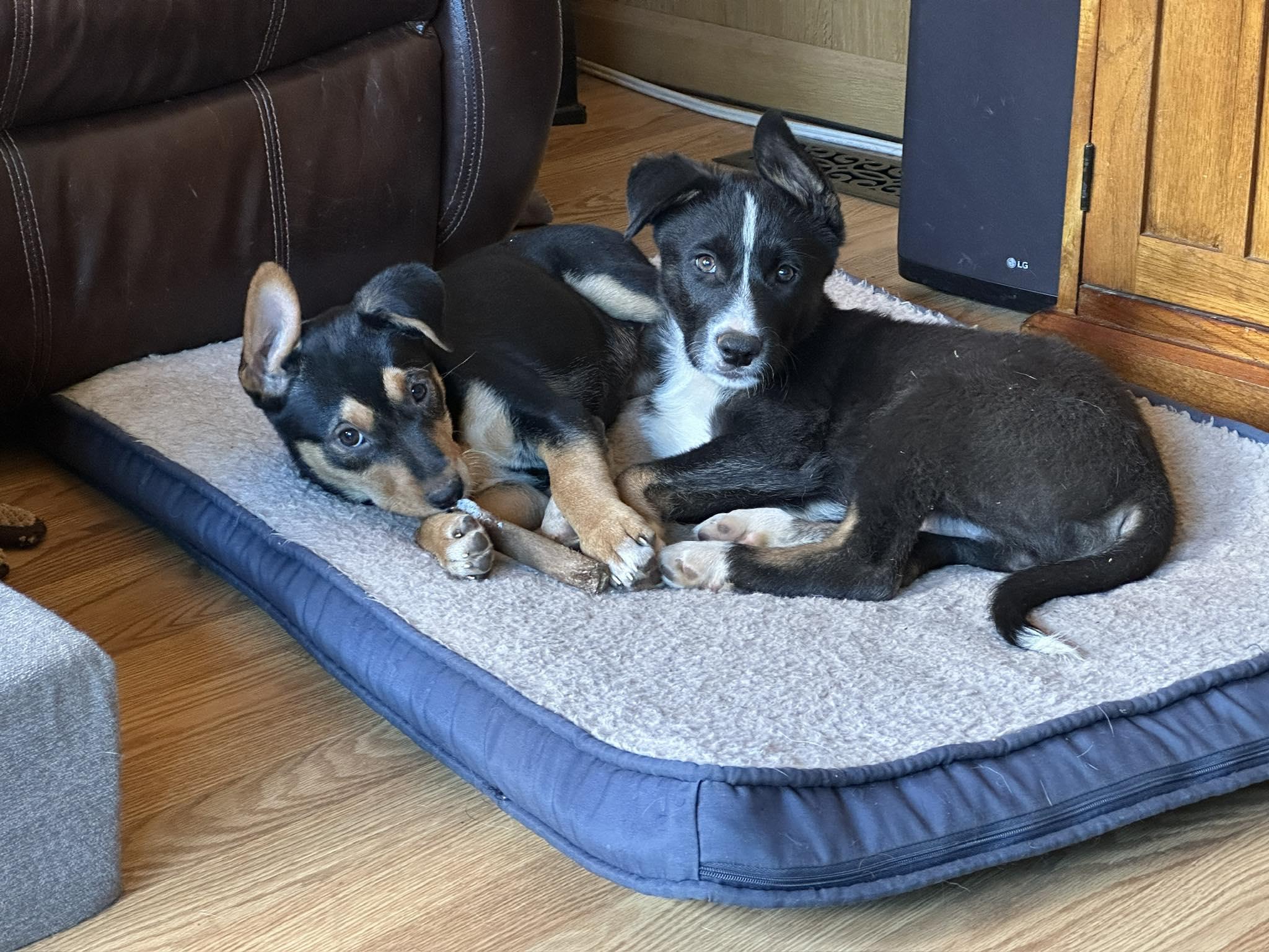 Maddie aka Madeline - Sunflower Litter, a ADOPTABLE mixed breed in Placerville, CA image 1/2