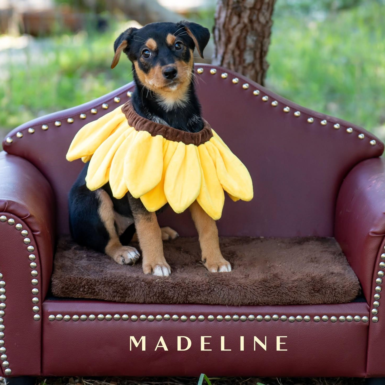 Enlarge Sunflower Litter - Girls, a ADOPTABLE mixed breed in Placerville, CA image 1/3