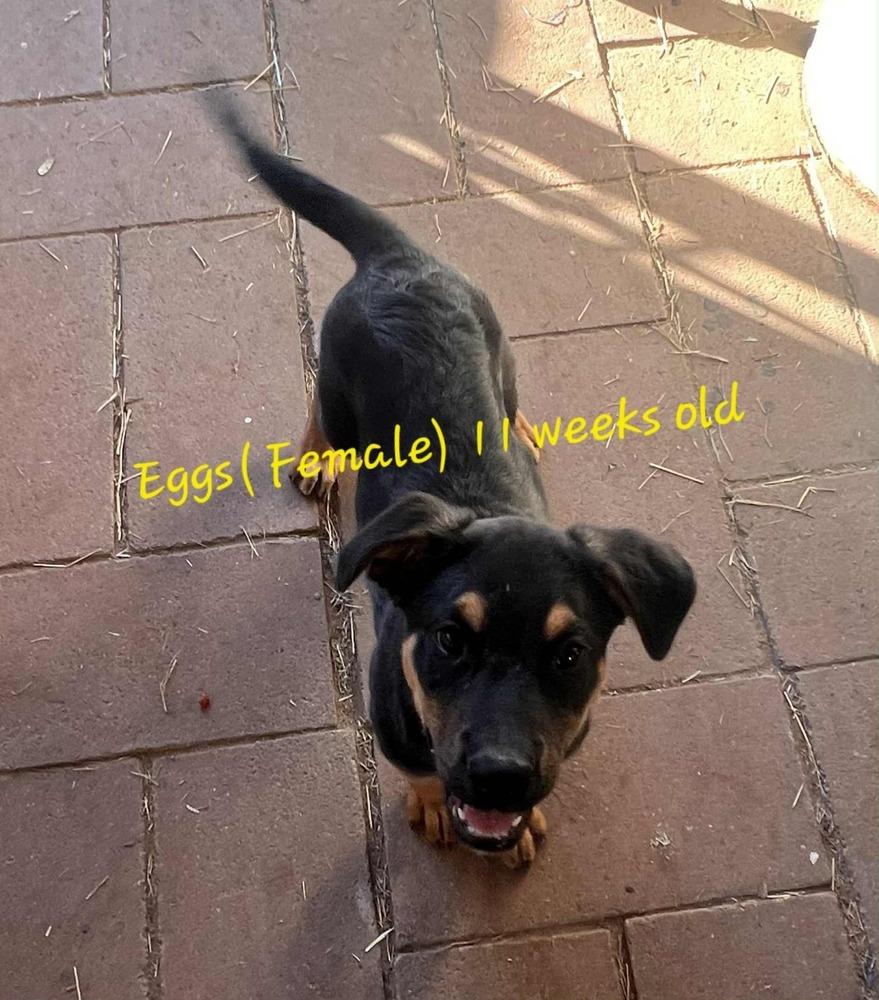 Enlarge Eggs, a Adopted mixed breed in Fredonia, WI image 1/1
