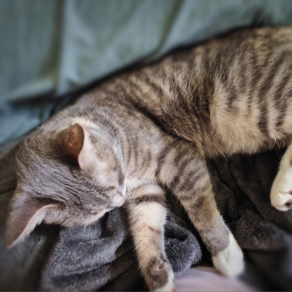 Navi, a Adoptable Domestic Medium Hair in Lynchburg, VA image 1/5