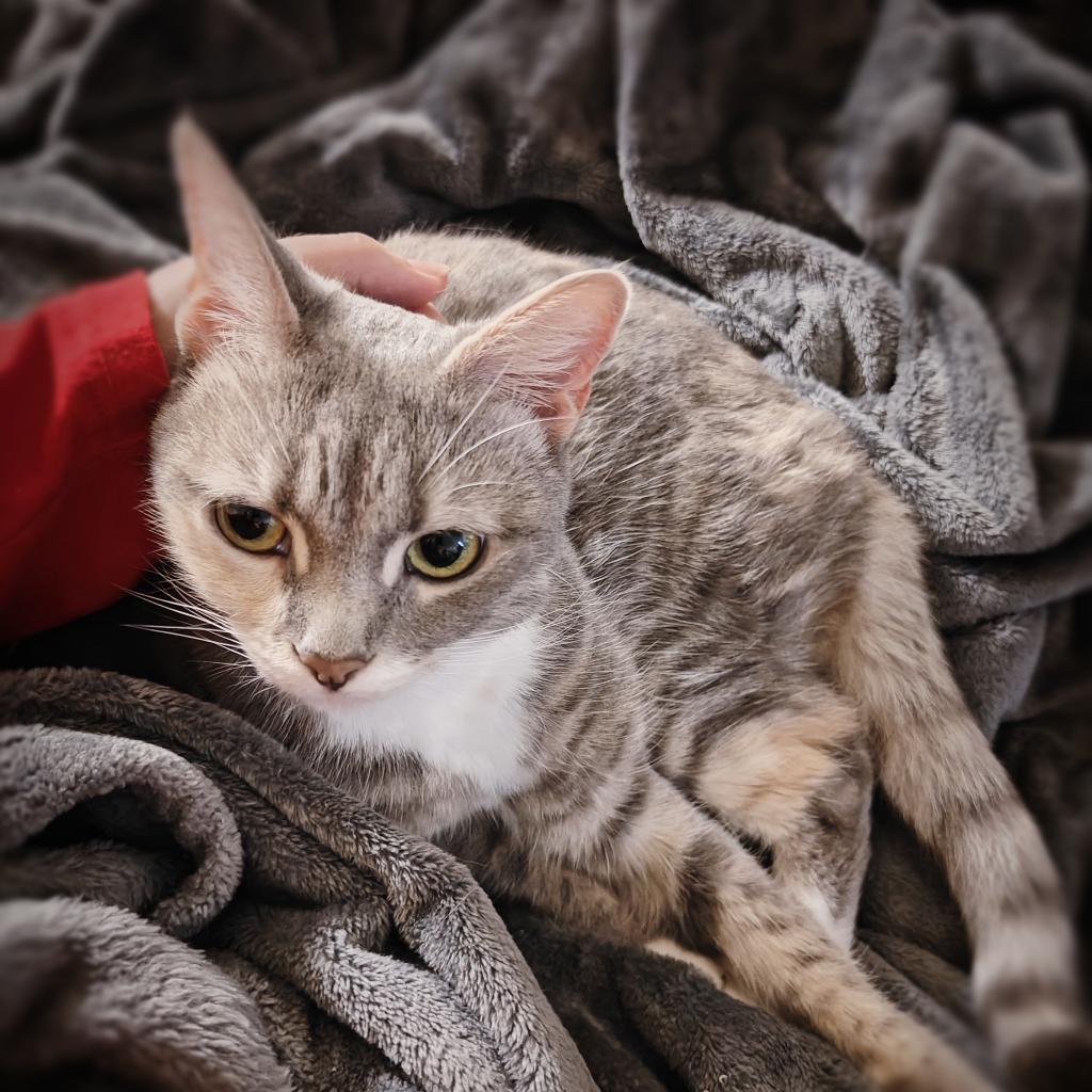 Navi, a Adoptable Domestic Medium Hair in Lynchburg, VA image 2/5