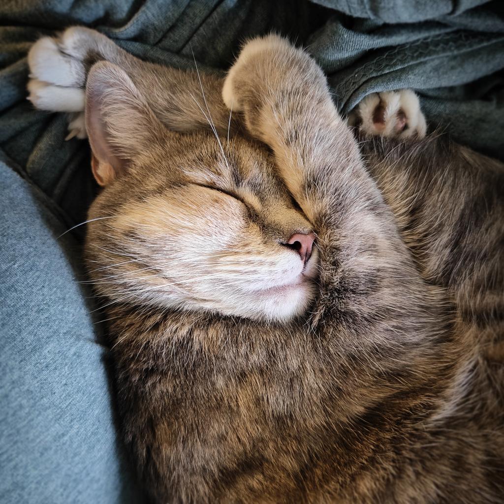 Navi, a Adoptable Domestic Medium Hair in Lynchburg, VA image 3/5