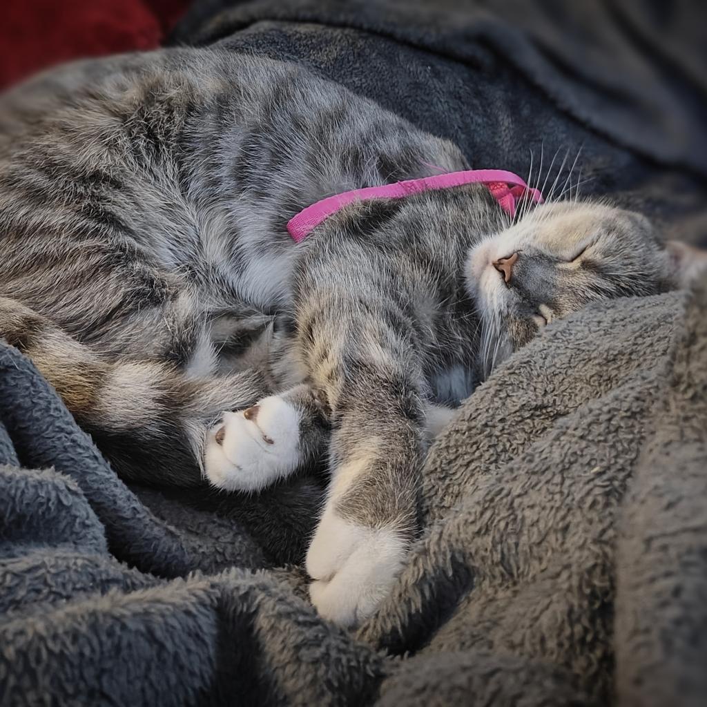 Navi, a Adoptable Domestic Medium Hair in Lynchburg, VA image 5/5