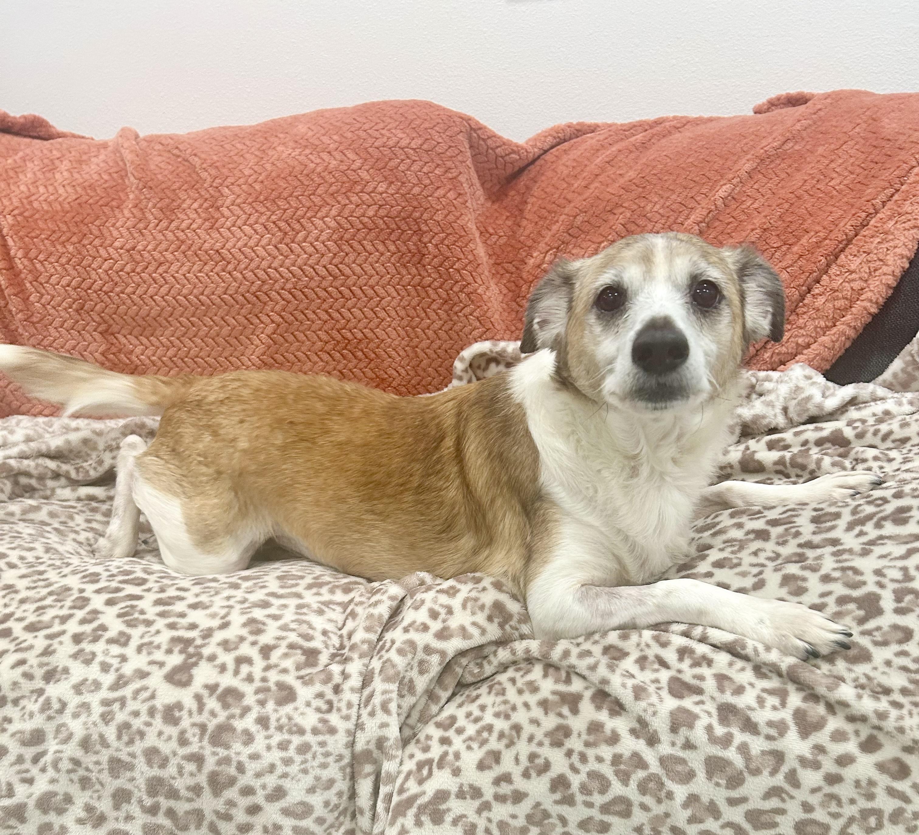 Enlarge Darling Ziggy Stardust, a ADOPTABLE mixed breed in West Hartford , CT image 5/5