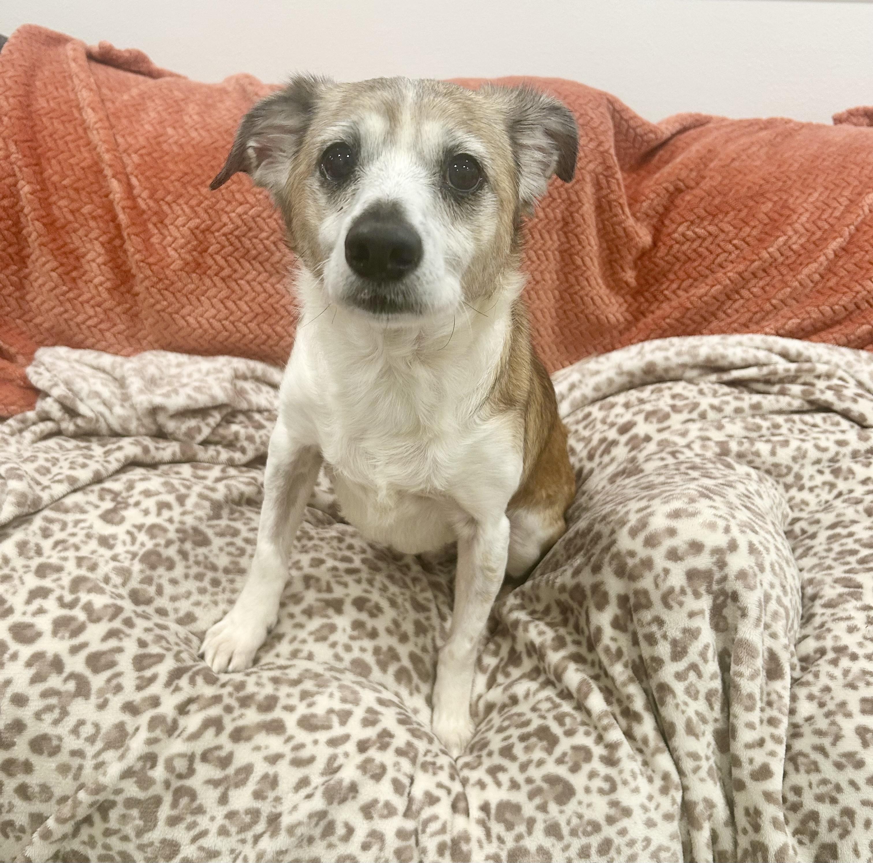 Enlarge Darling Ziggy Stardust, a ADOPTABLE mixed breed in West Hartford , CT image 2/5