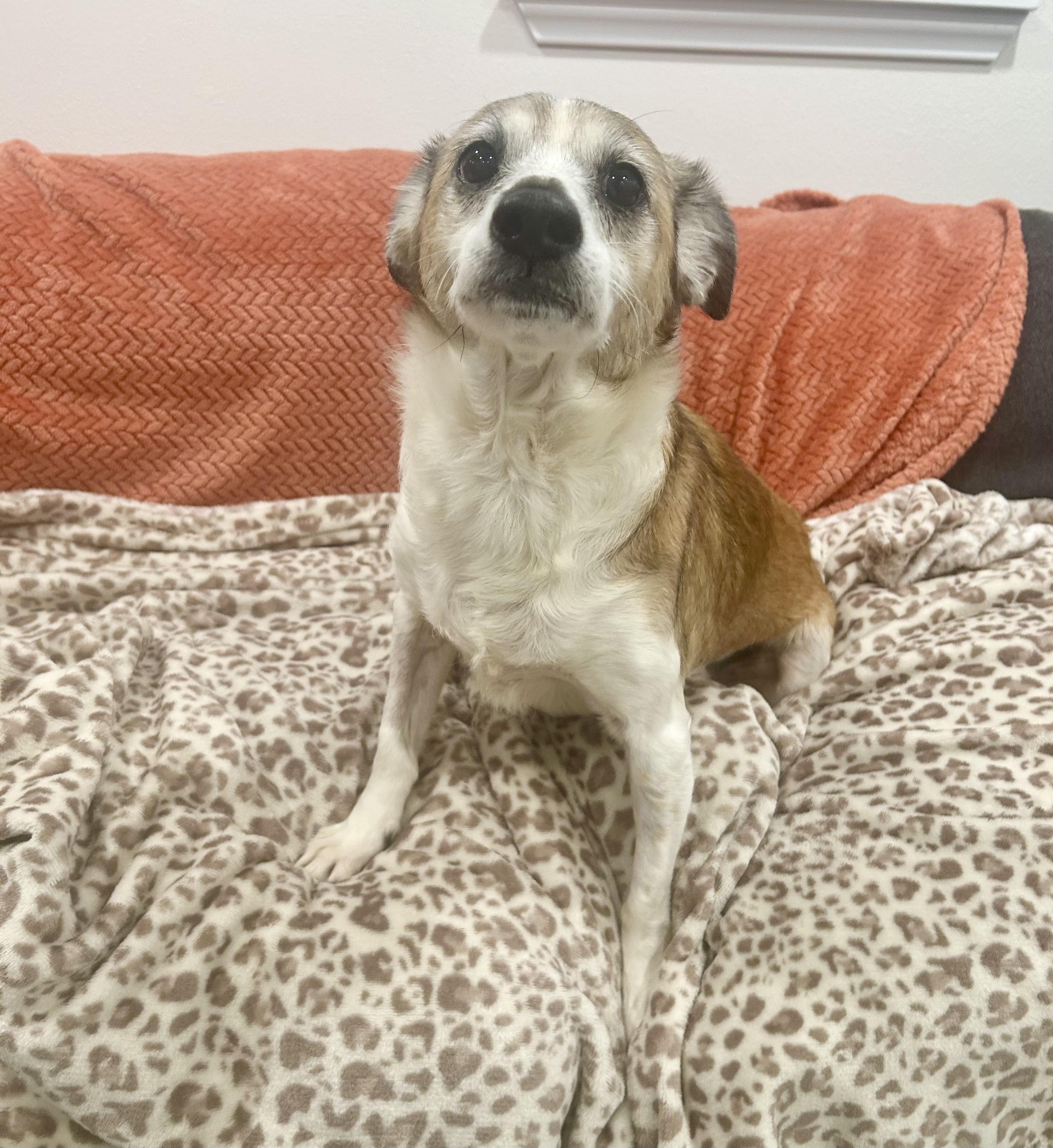 Enlarge Darling Ziggy Stardust, a ADOPTABLE mixed breed in West Hartford , CT image 3/5