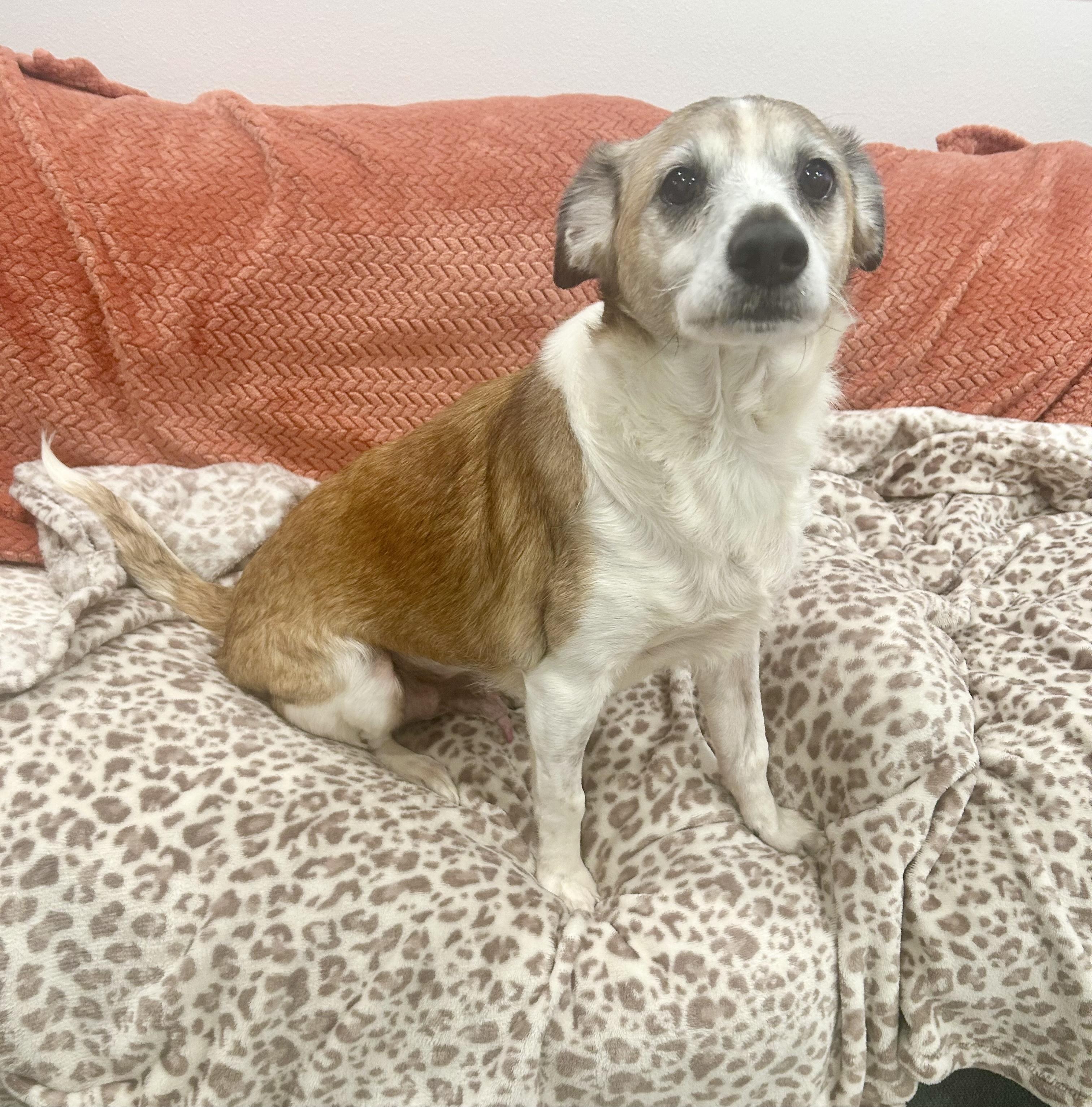 Darling Ziggy Stardust, ADOPTABLE, Senior Male Shetland Sheepdog / Sheltie & Chihuahua.