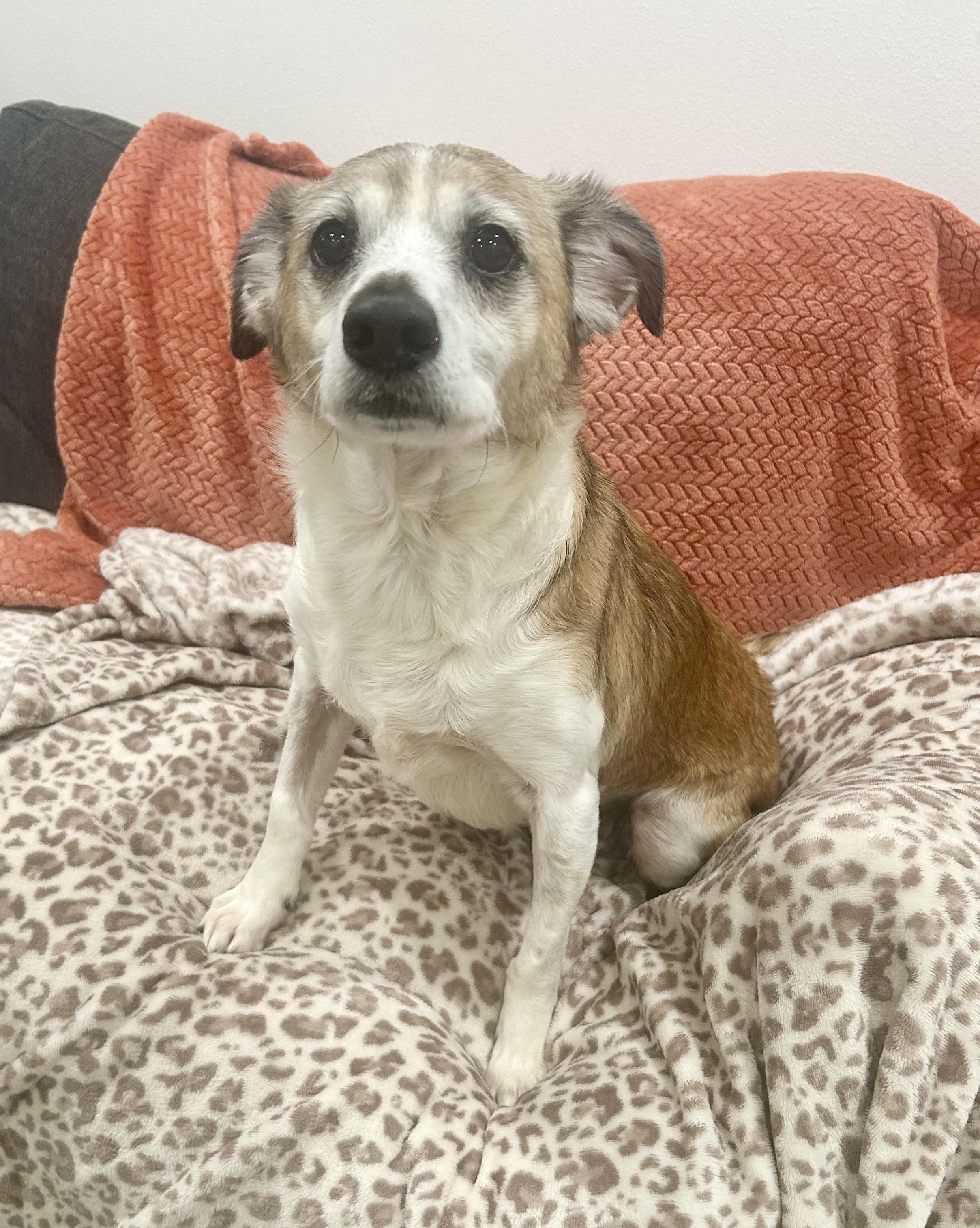 Enlarge Darling Ziggy Stardust, a ADOPTABLE mixed breed in West Hartford , CT image 4/5