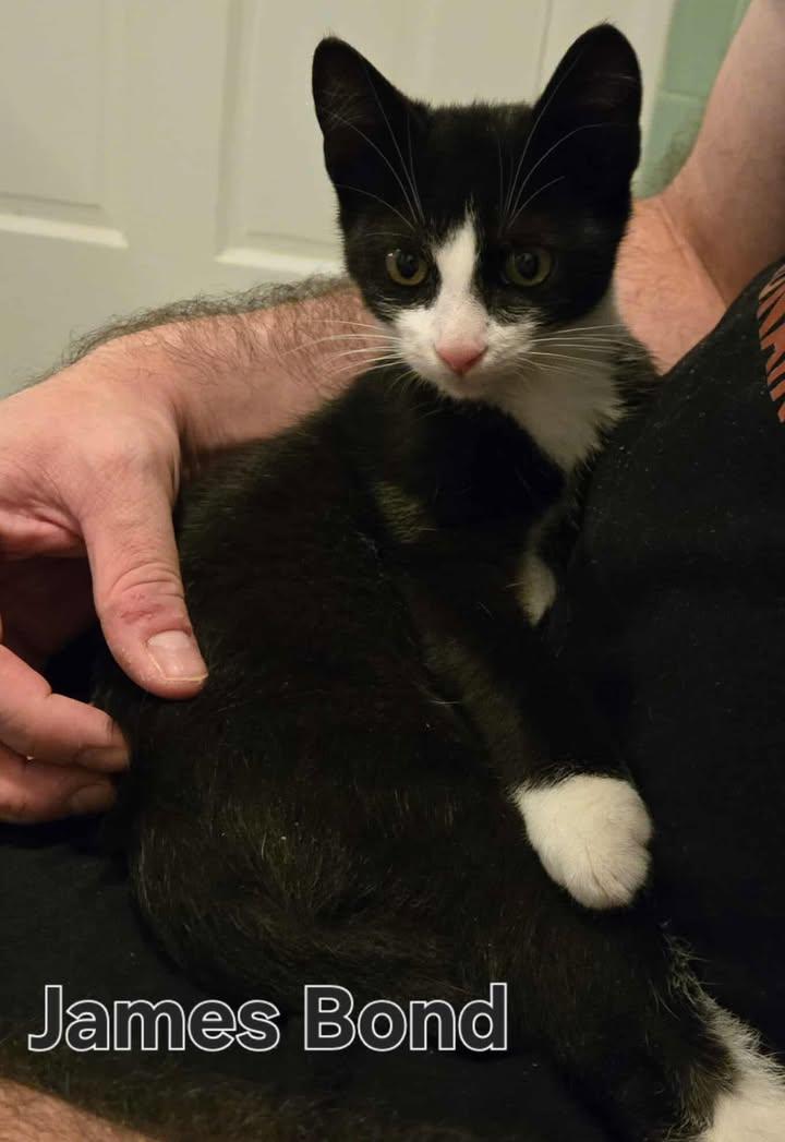 James Bond, a Adoptable Tuxedo in Greenville, NC image 4/4