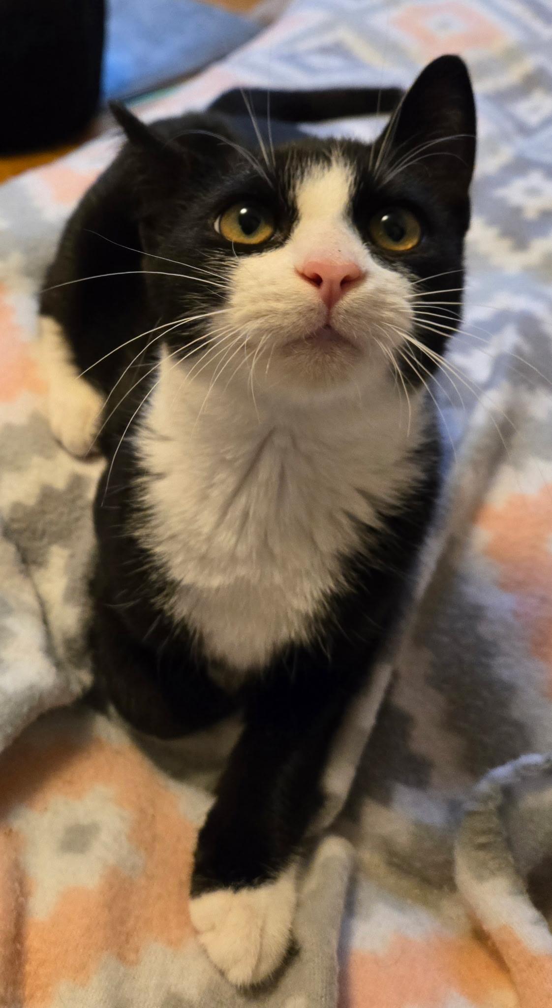James Bond, Adoptable, Young Male Tuxedo.