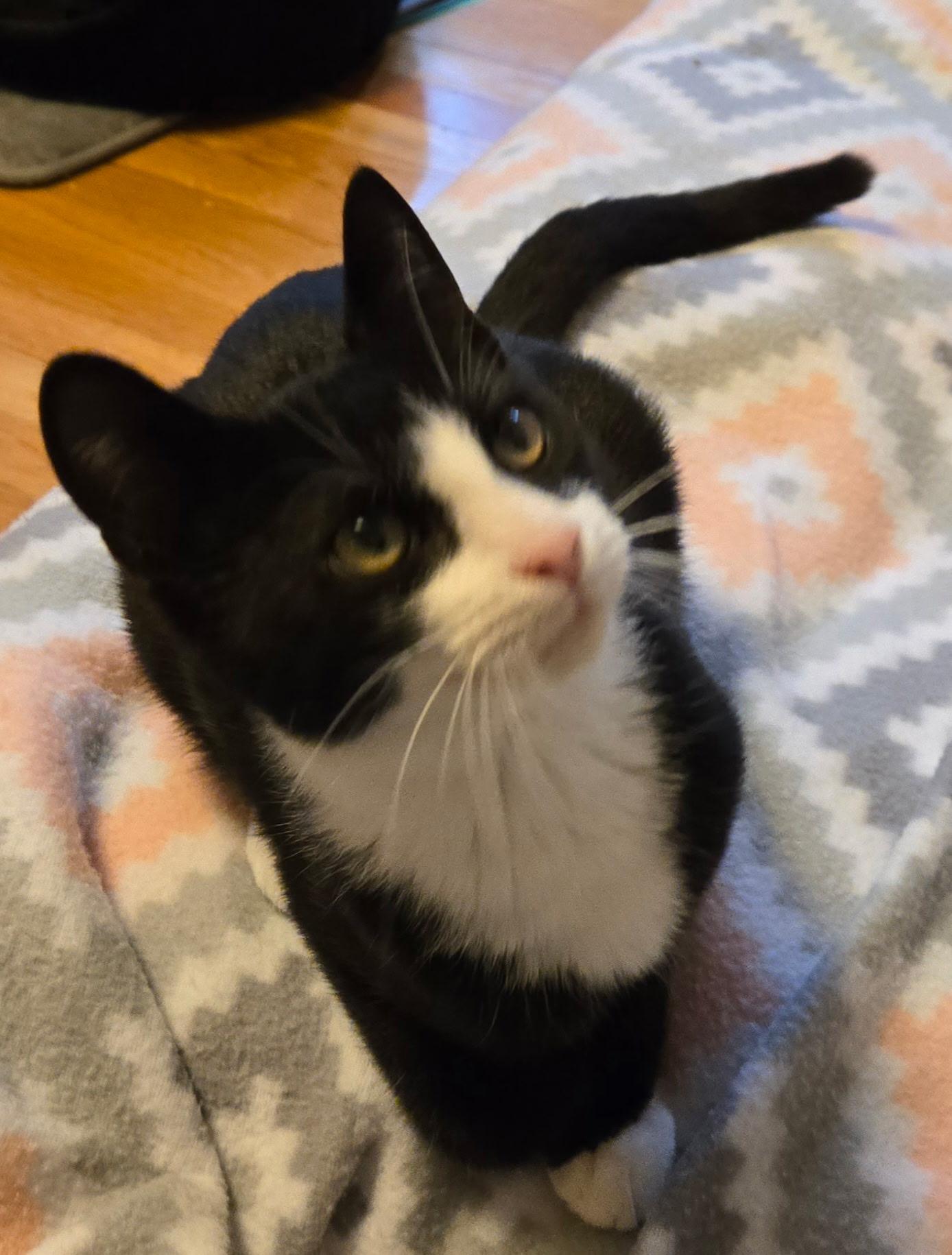 James Bond, a Adoptable Tuxedo in Greenville, NC image 2/4