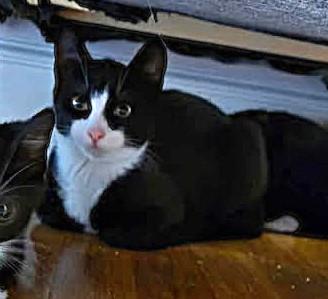 James Bond, Adoptable, Young Male Tuxedo.