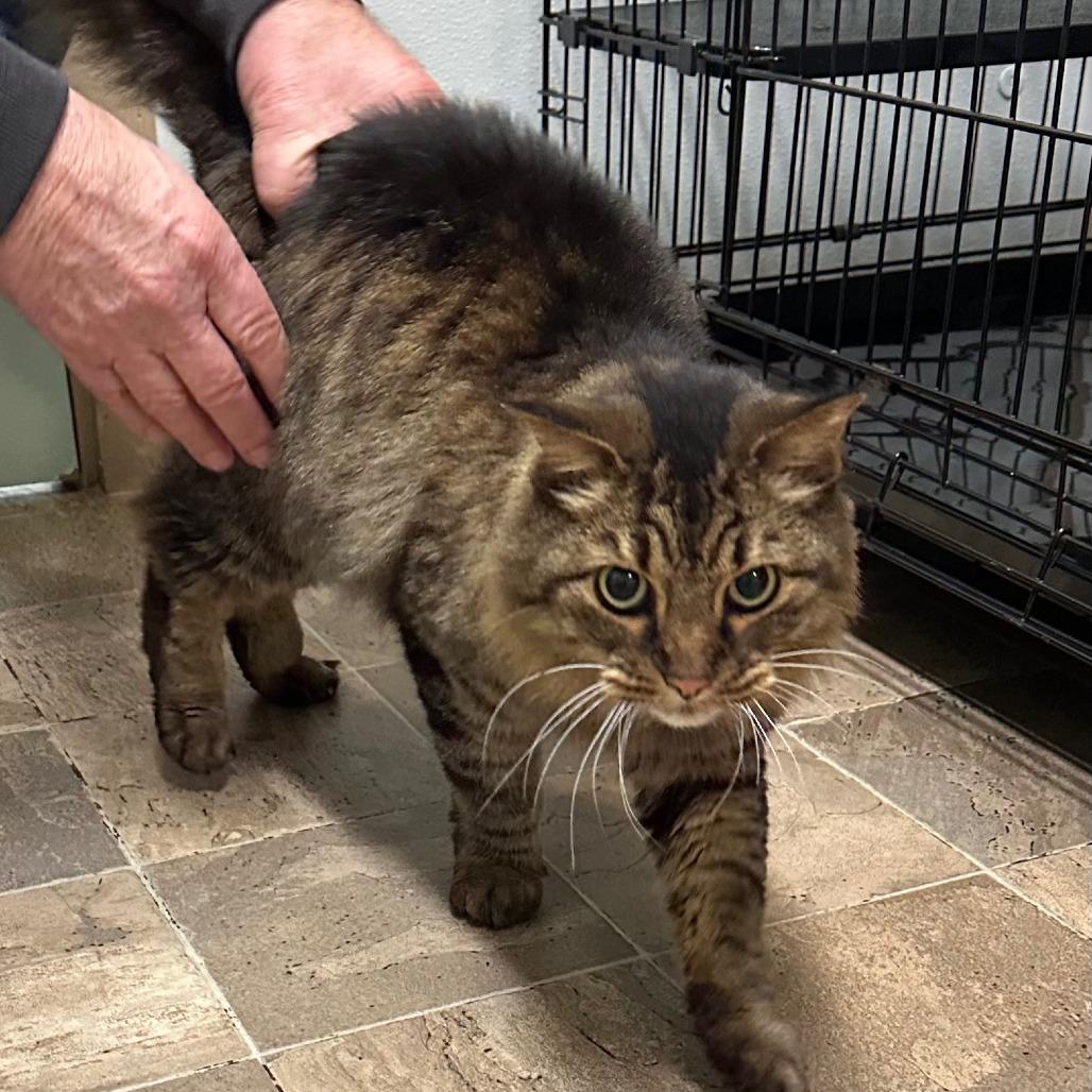 PC Porch Kitty, Adoptable, Adult Male Domestic Long Hair.