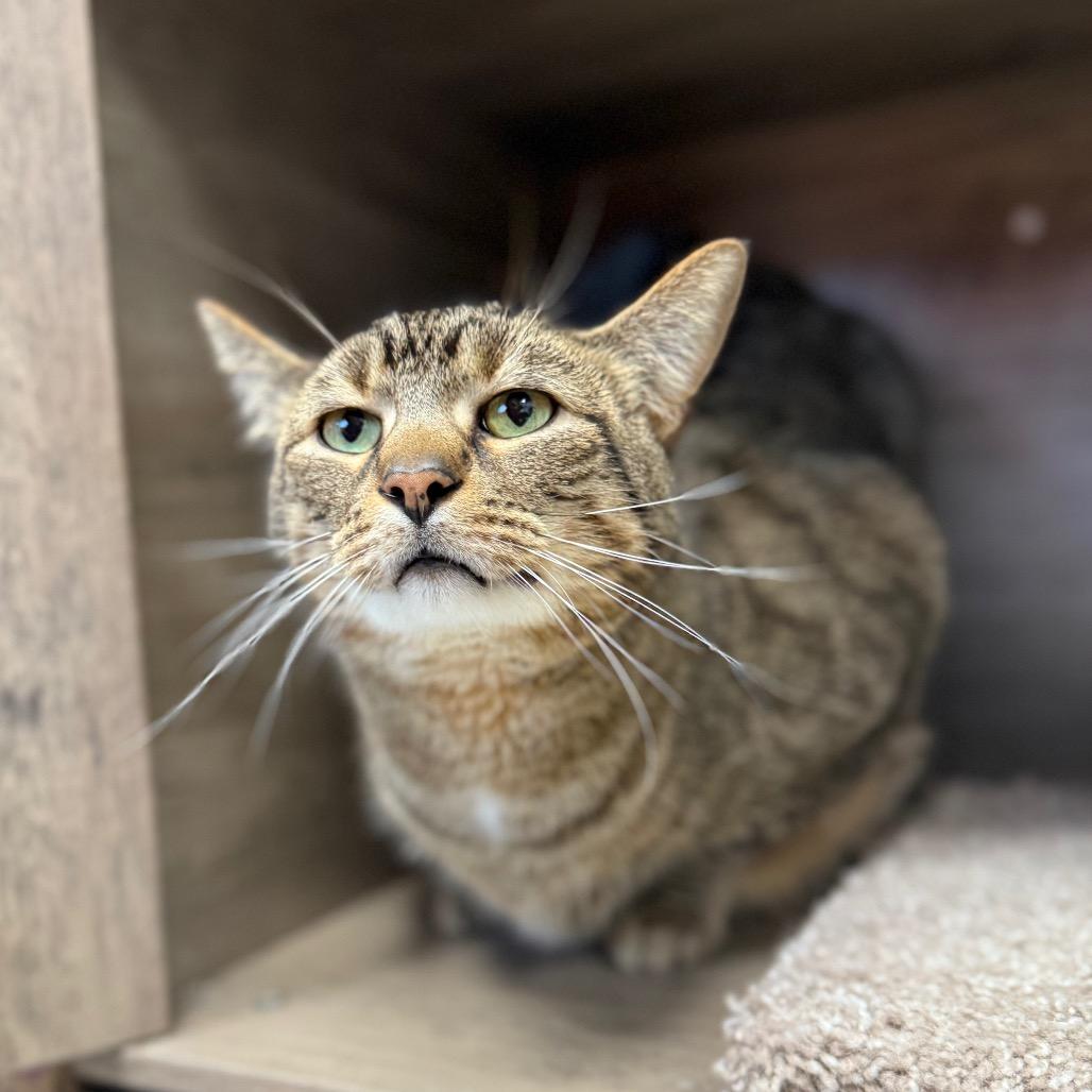 Junior, ADOPTABLE, Senior Male Domestic Short Hair.