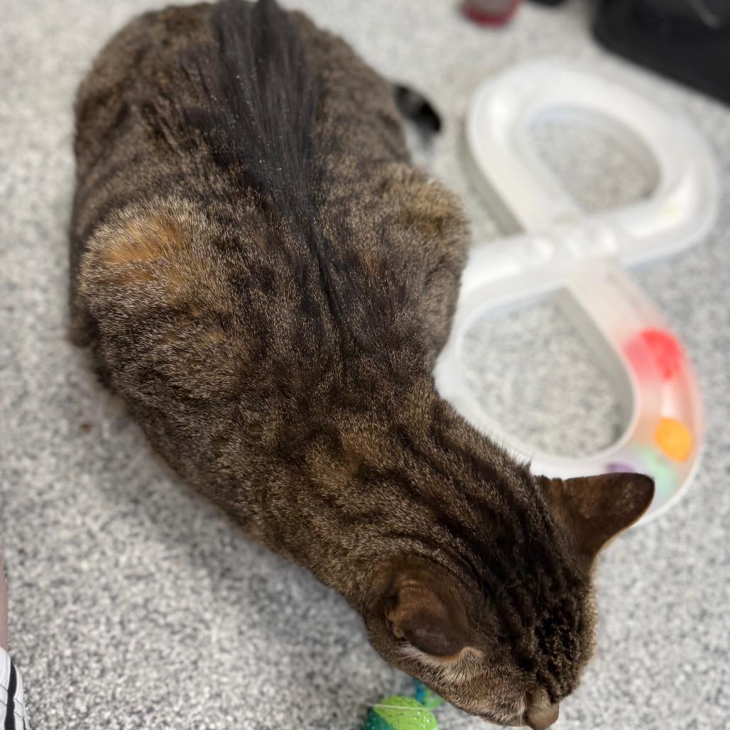 Enlarge Junior, a ADOPTABLE Domestic Short Hair in Monticello, IA image 3/5