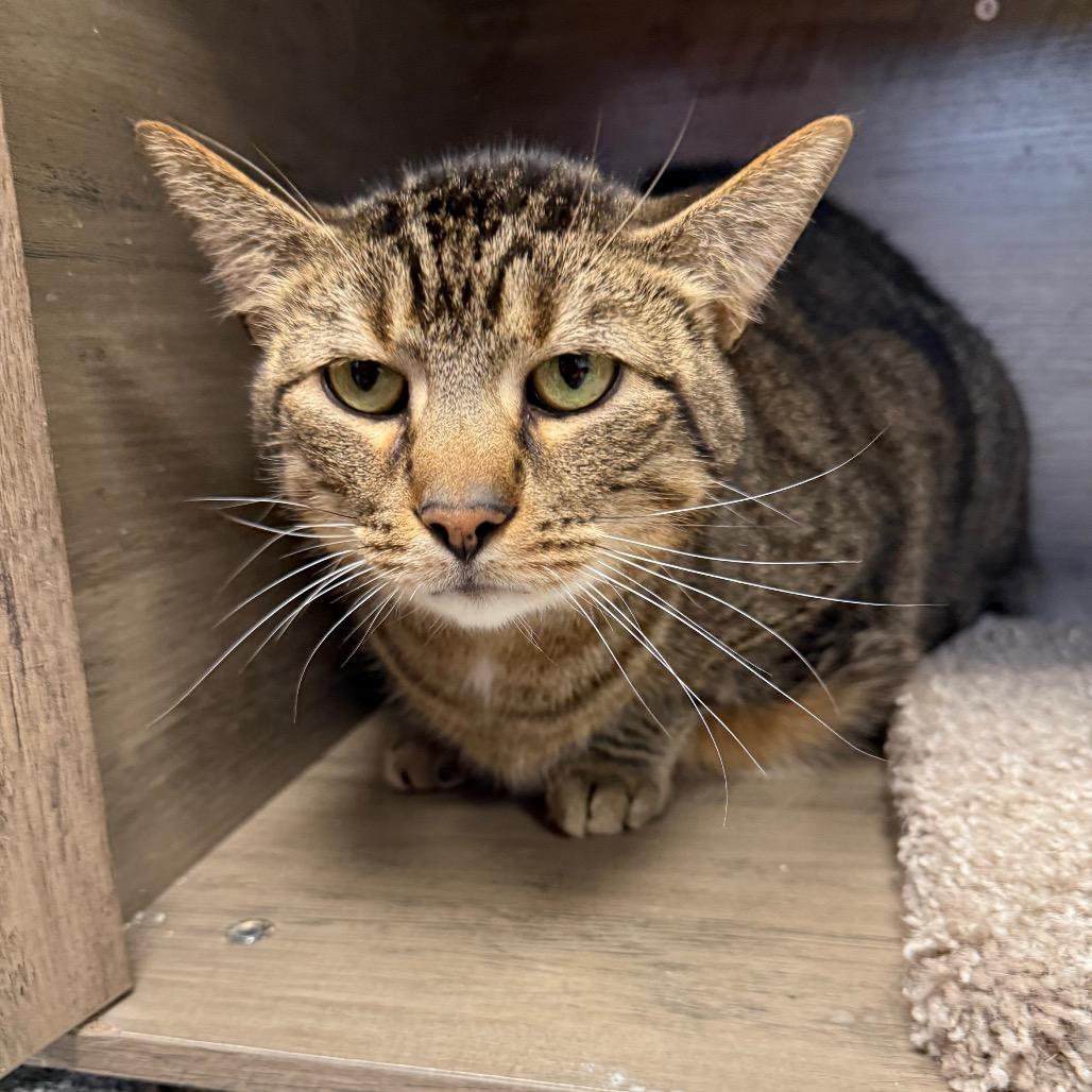 Enlarge Junior, a ADOPTABLE Domestic Short Hair in Monticello, IA image 5/5