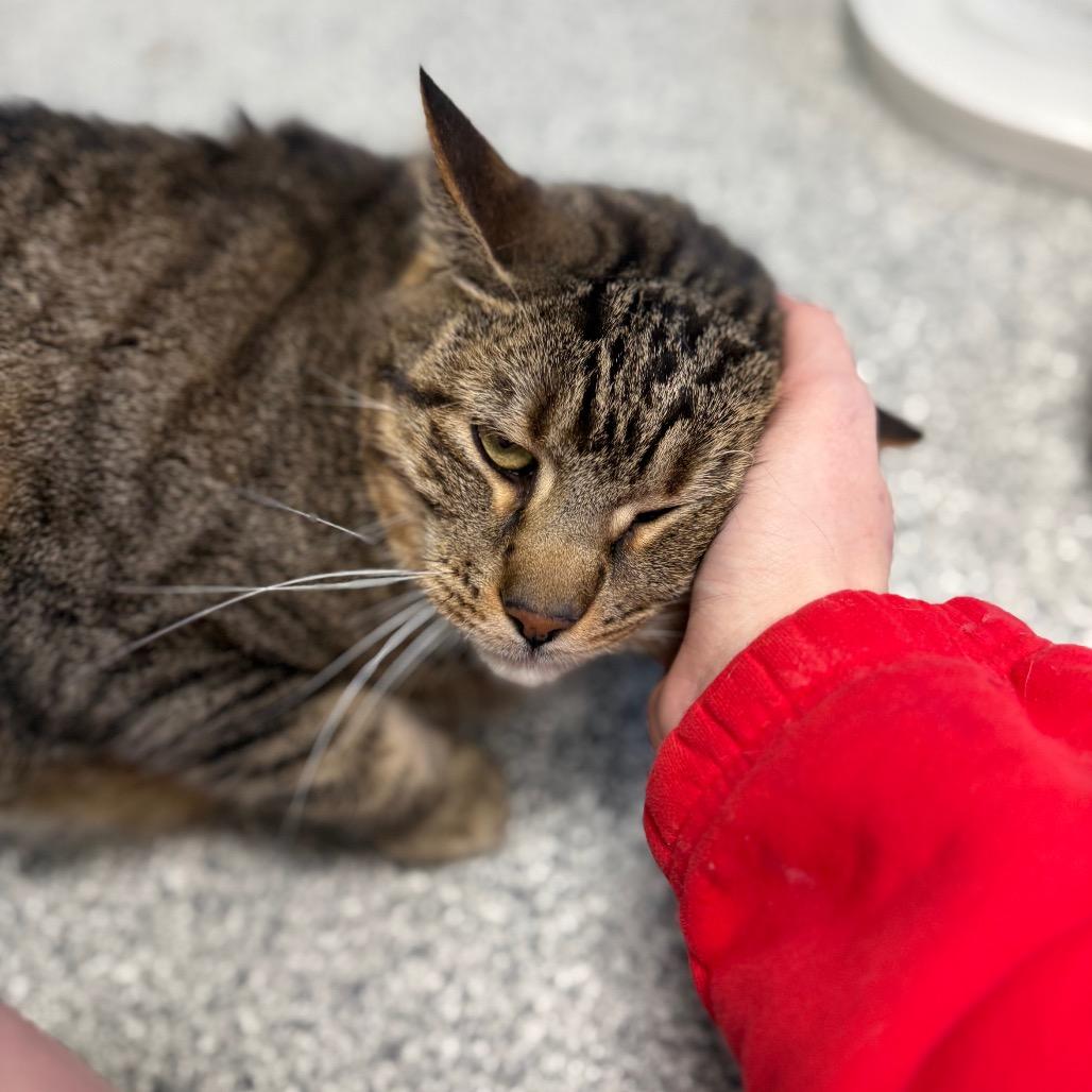 Enlarge Junior, a ADOPTABLE Domestic Short Hair in Monticello, IA image 4/5