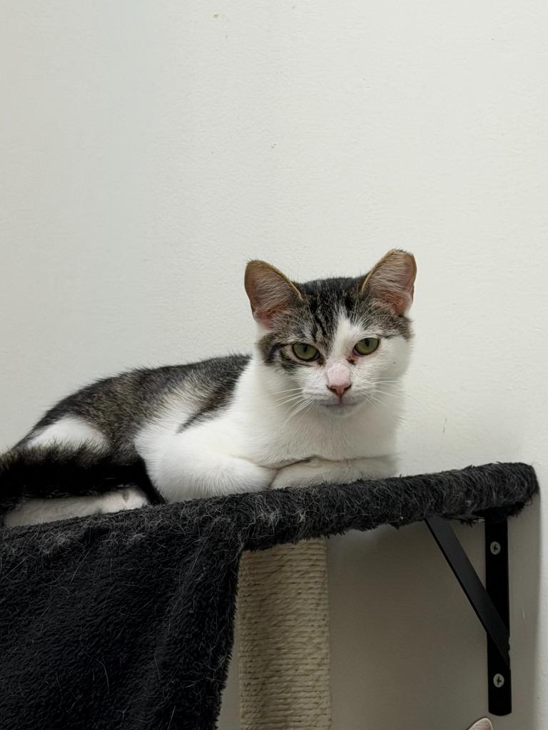 Enlarge Kittrina, a Adoptable mixed breed in Napa, CA image 1/1