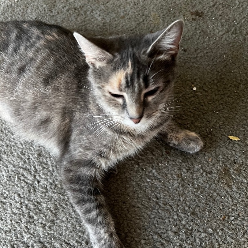 Annabelle, Adult Female Domestic Short Hair