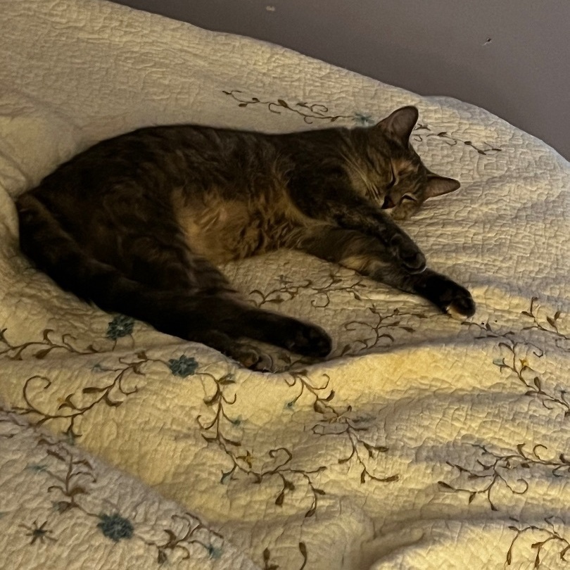 Annabelle, a Adoptable Domestic Short Hair in Kirklin, IN image 3/5