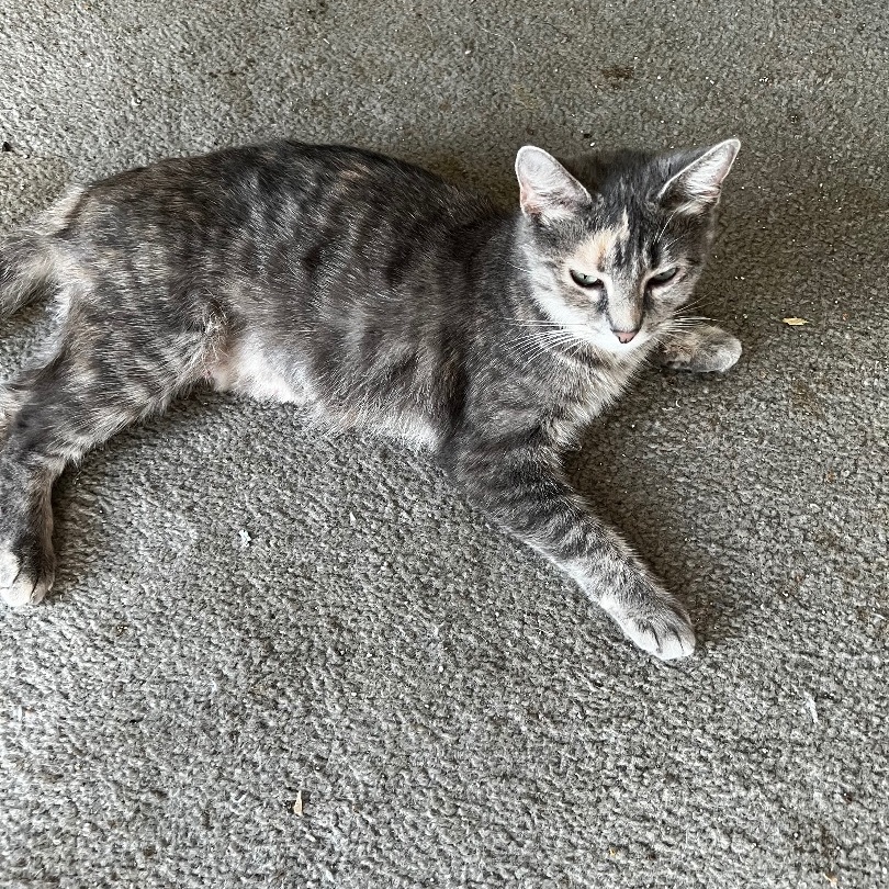 Annabelle, a Adoptable Domestic Short Hair in Kirklin, IN image 2/5