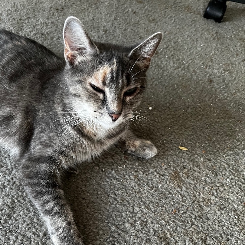 Annabelle, a Adoptable Domestic Short Hair in Kirklin, IN image 4/5