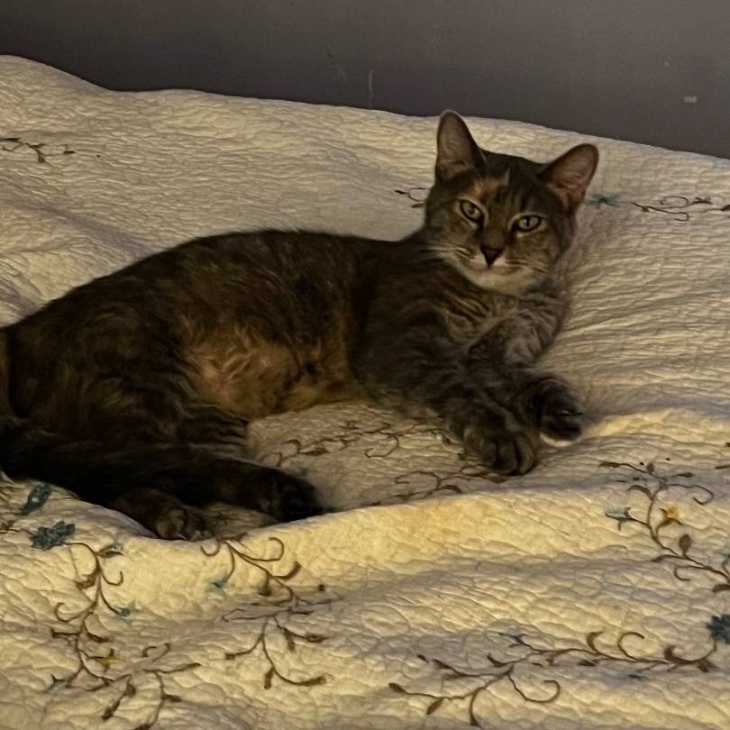 Annabelle, a Adoptable Domestic Short Hair in Kirklin, IN image 5/5