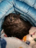 Enlarge saoirse, a ADOPTABLE Domestic Medium Hair in Manitowoc, WI image 1/1