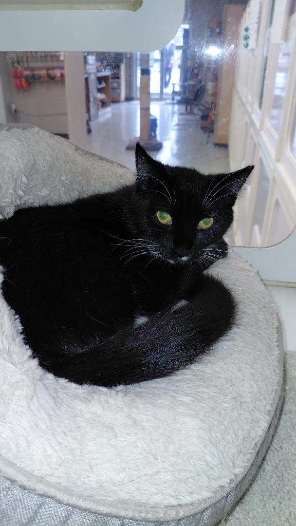 Nightshade, Adoptable, Kitten Female Domestic Medium Hair.