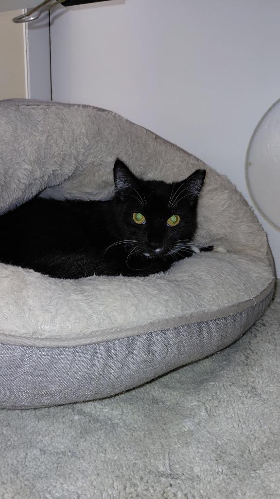 Nightshade, a Adoptable mixed breed in Cincinnati, OH image 2/3