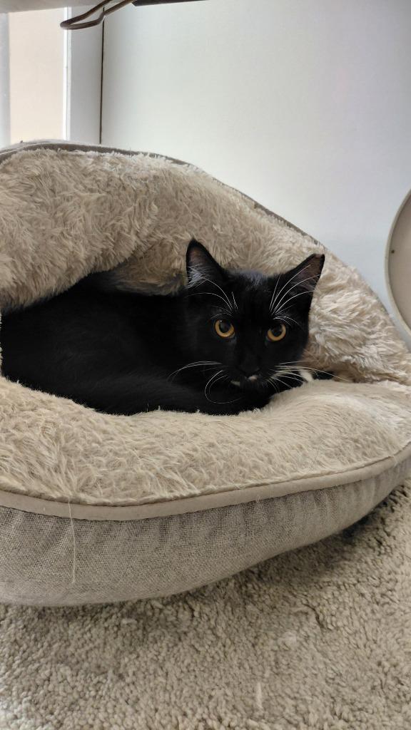 Nightshade, a Adoptable mixed breed in Cincinnati, OH image 3/3